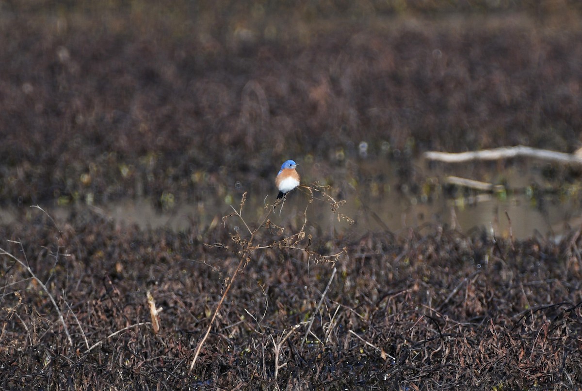 Eastern Bluebird - ML532358691