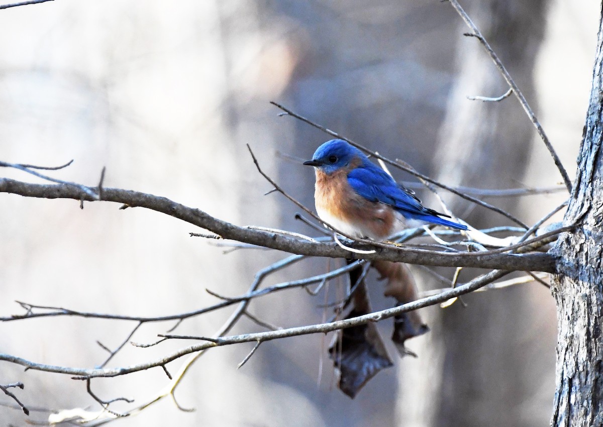 Eastern Bluebird - ML532358701