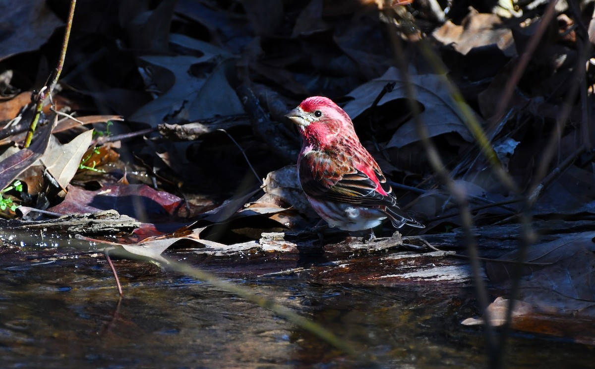 Purple Finch - ML532358901