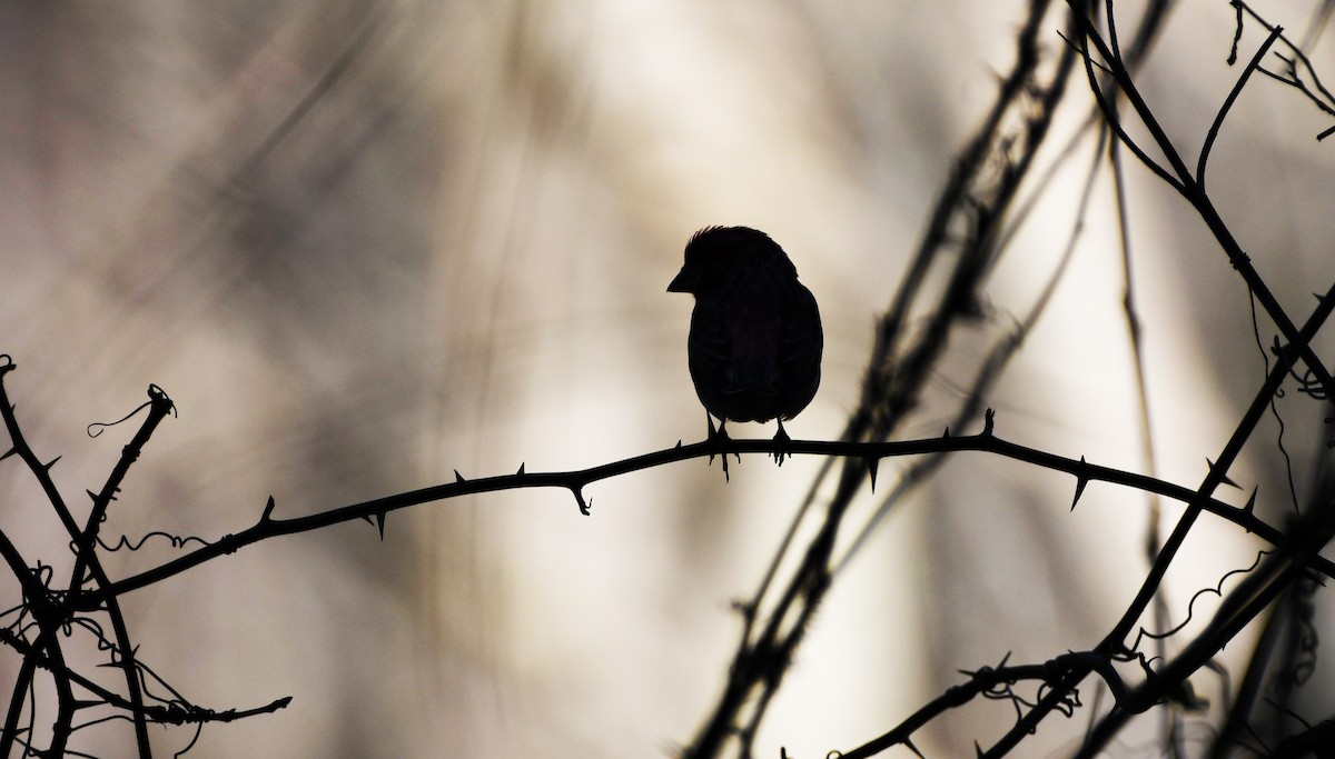 Purple Finch - ML532358911