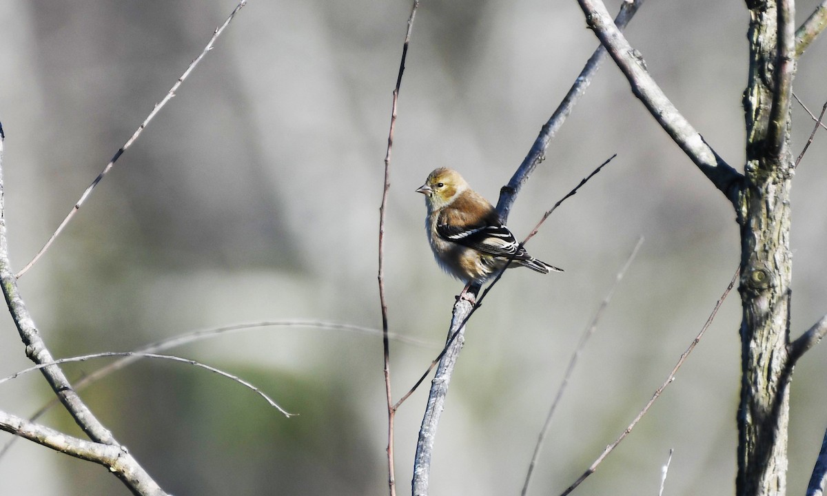 American Goldfinch - ML532358961