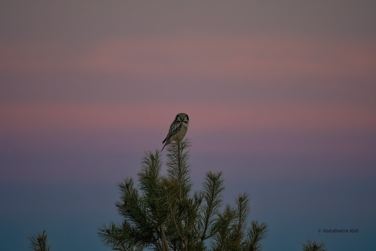 Northern Hawk Owl - ML532359291