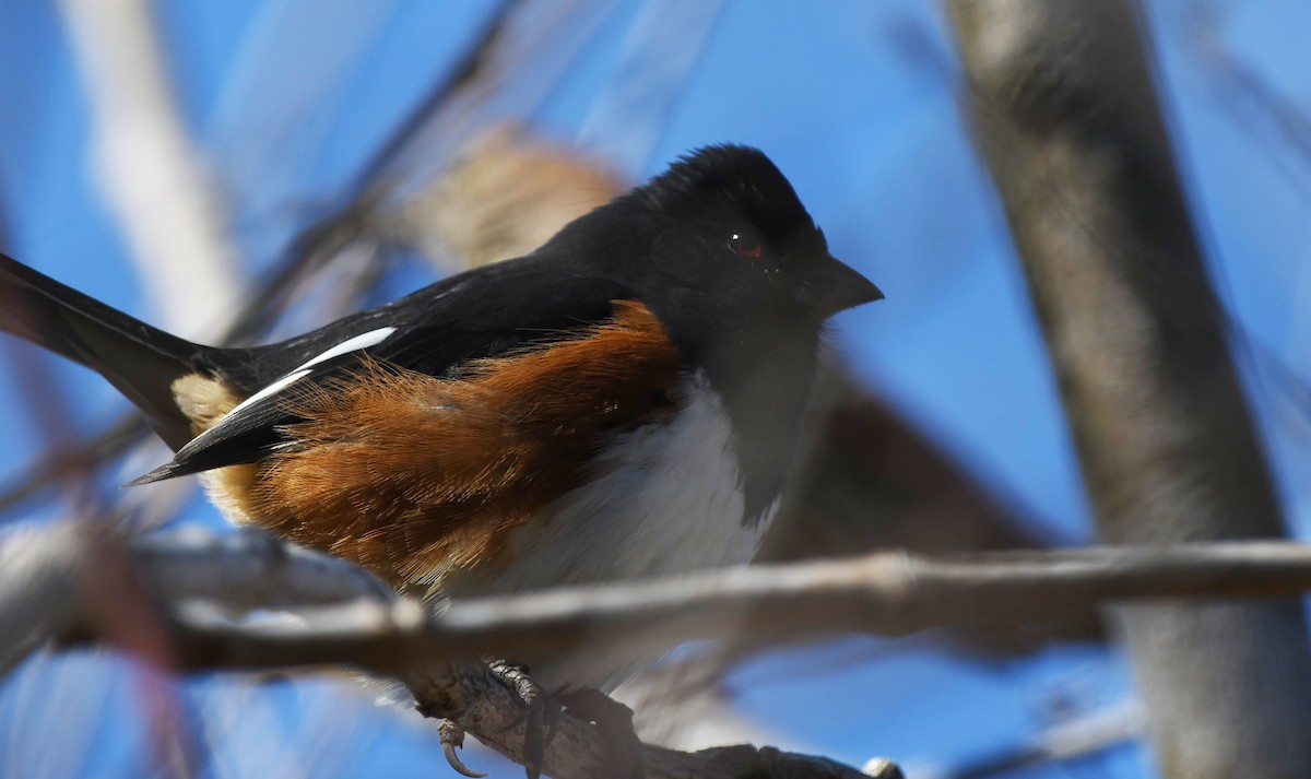 Eastern Towhee - ML532359791