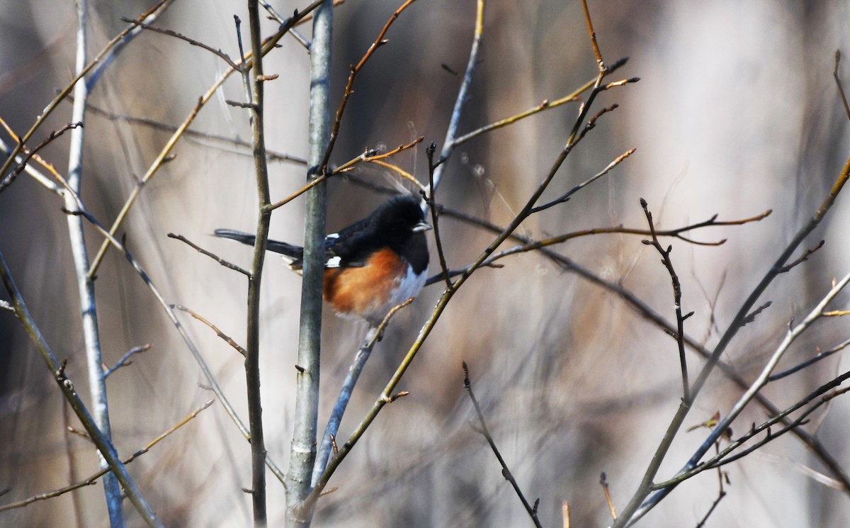 Eastern Towhee - ML532359801