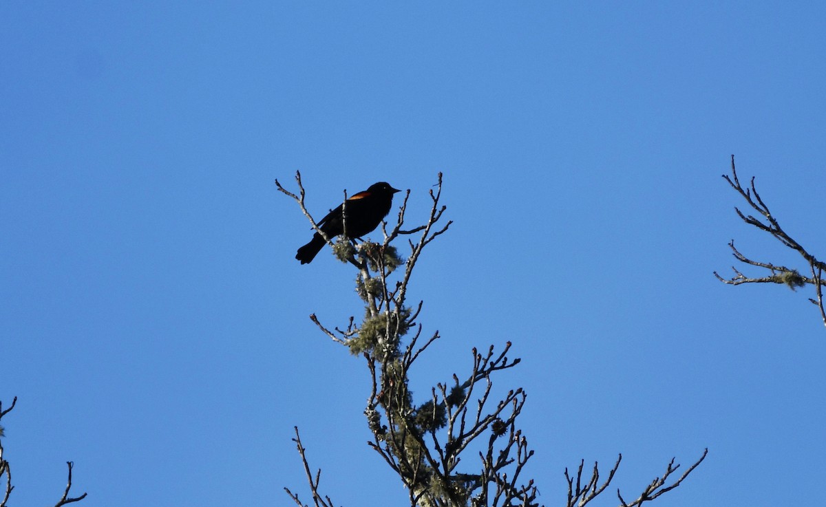 Red-winged Blackbird - ML532359921