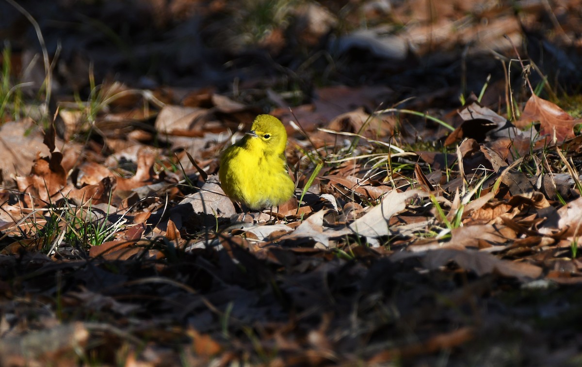Pine Warbler - ML532360291