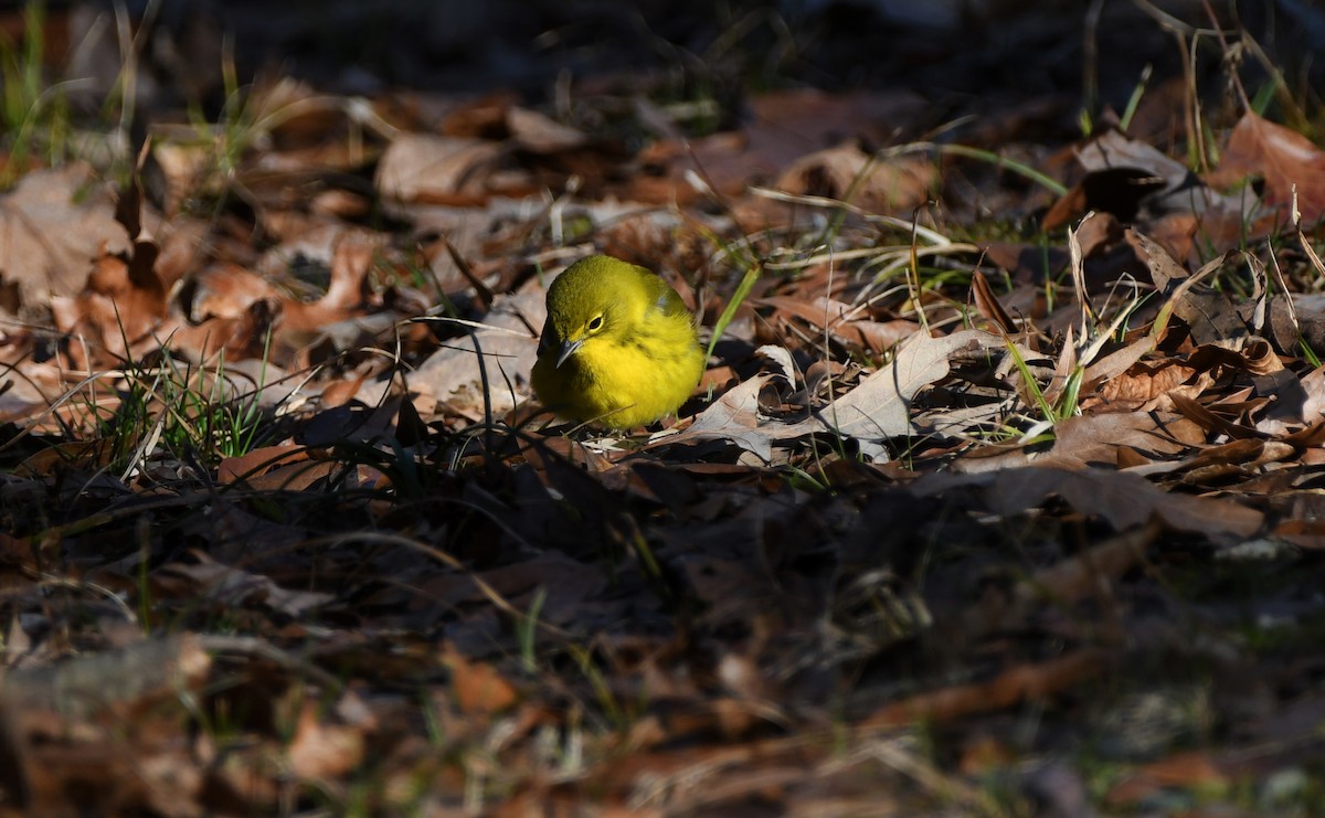 Pine Warbler - ML532360301