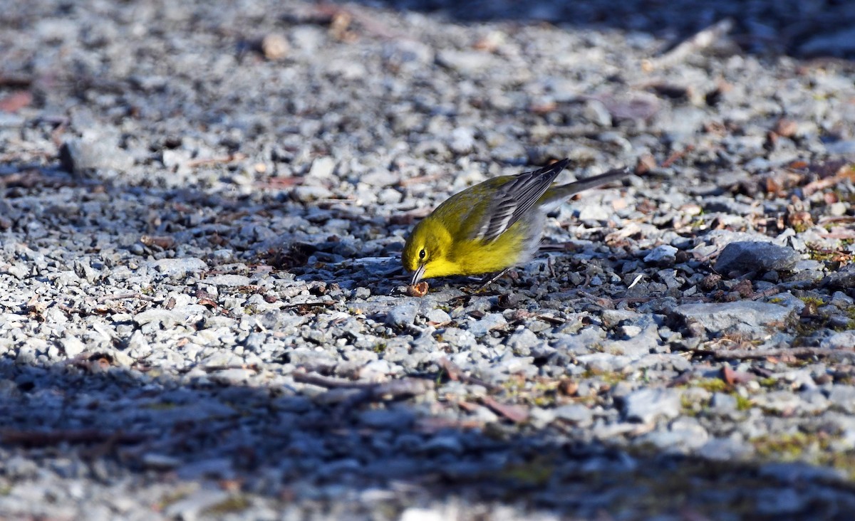 Pine Warbler - ML532360331
