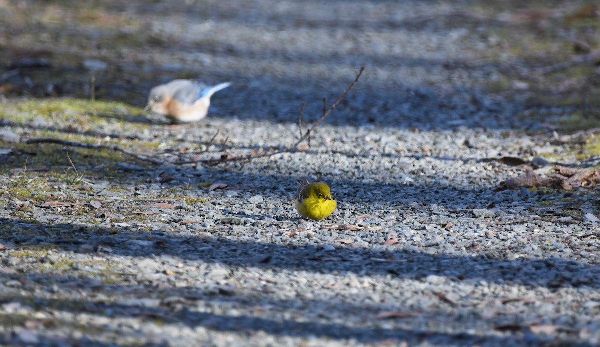 Pine Warbler - ML532360341