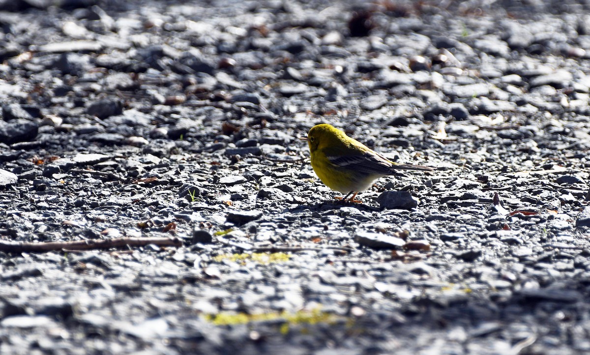 Pine Warbler - ML532360361