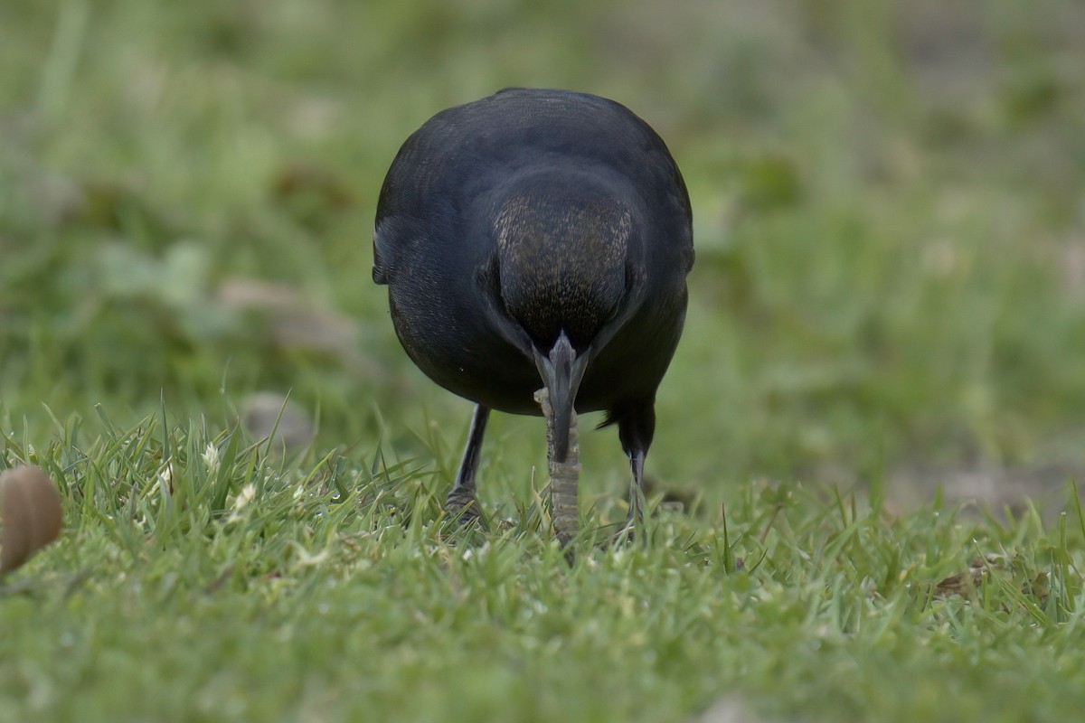 Tricolored Blackbird - ML532360541