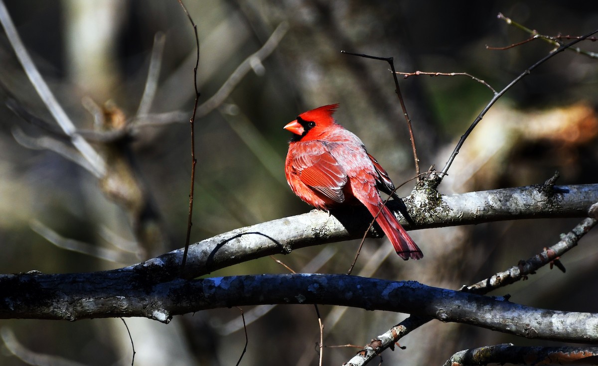 Northern Cardinal - ML532360671