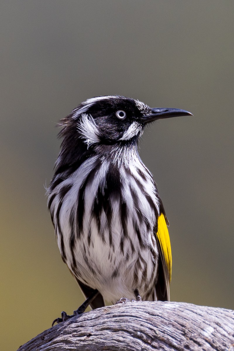 New Holland Honeyeater - ML532361261