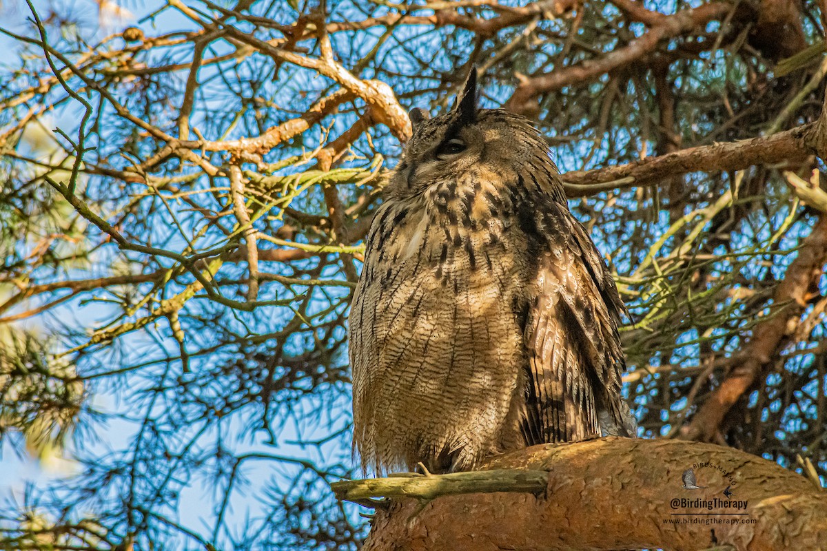 Eurasian Eagle-Owl - ML532362401