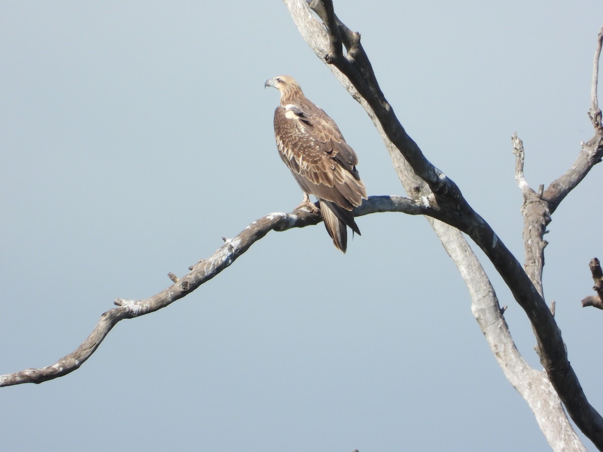 White-bellied Sea-Eagle - ML532363201