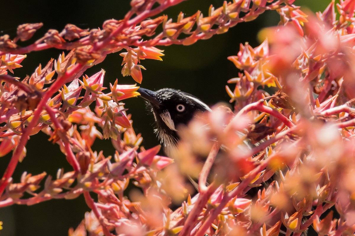 New Holland Honeyeater - Imogen Warren