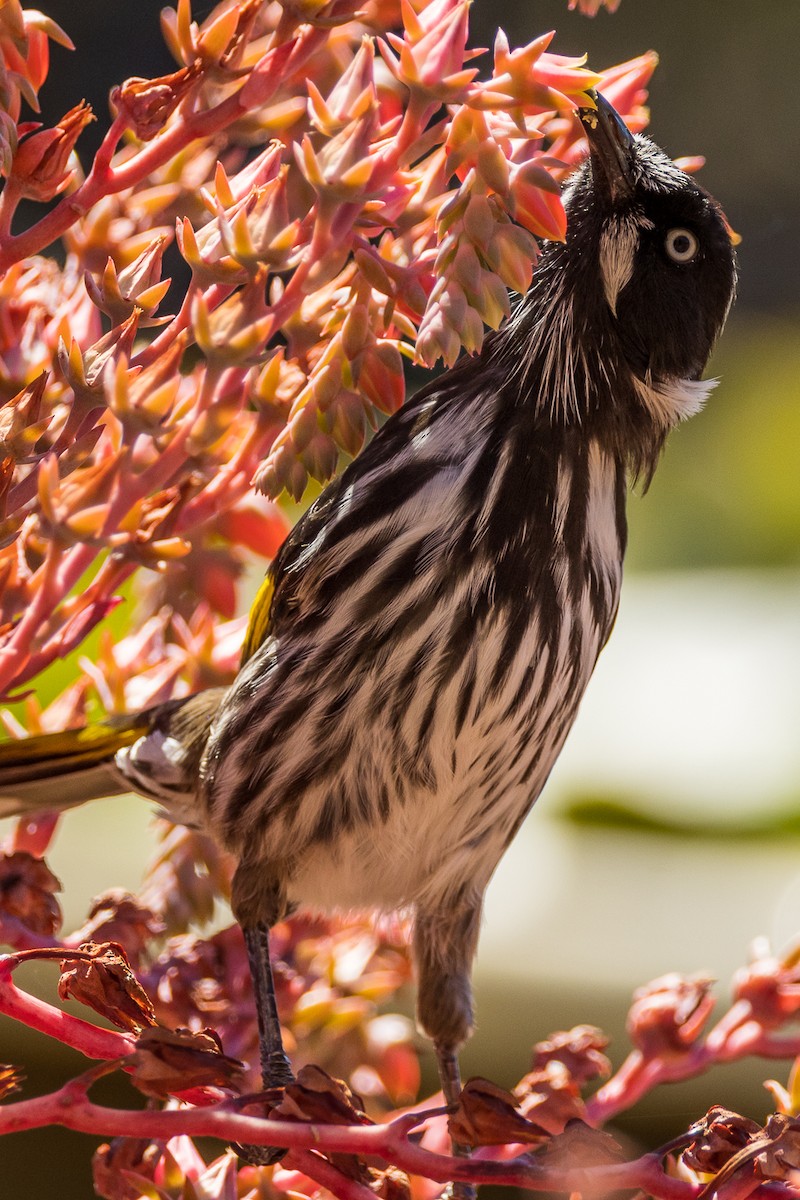 New Holland Honeyeater - ML532363391