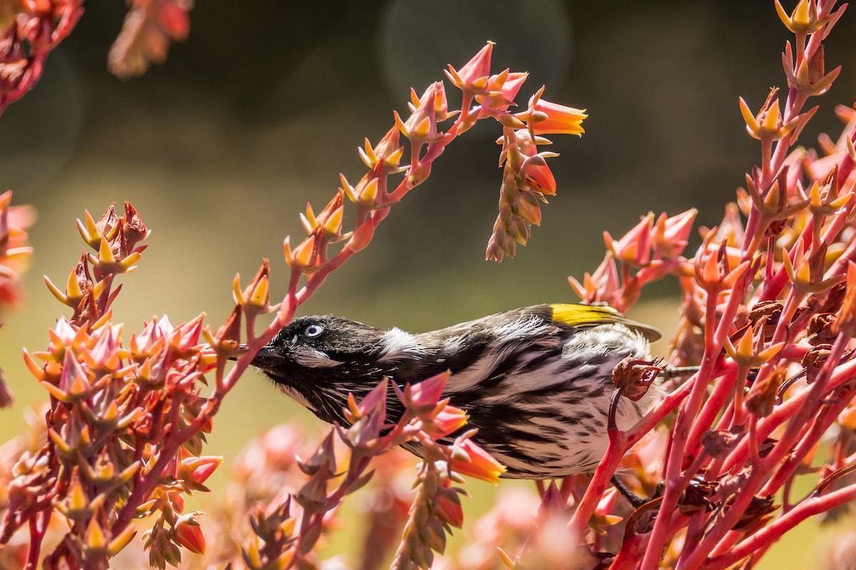 New Holland Honeyeater - ML532363481