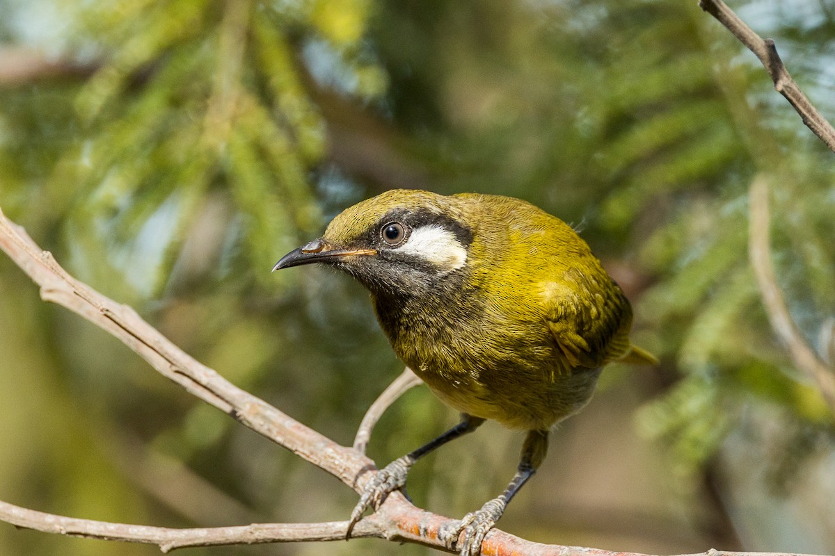 White-eared Honeyeater - ML532363541