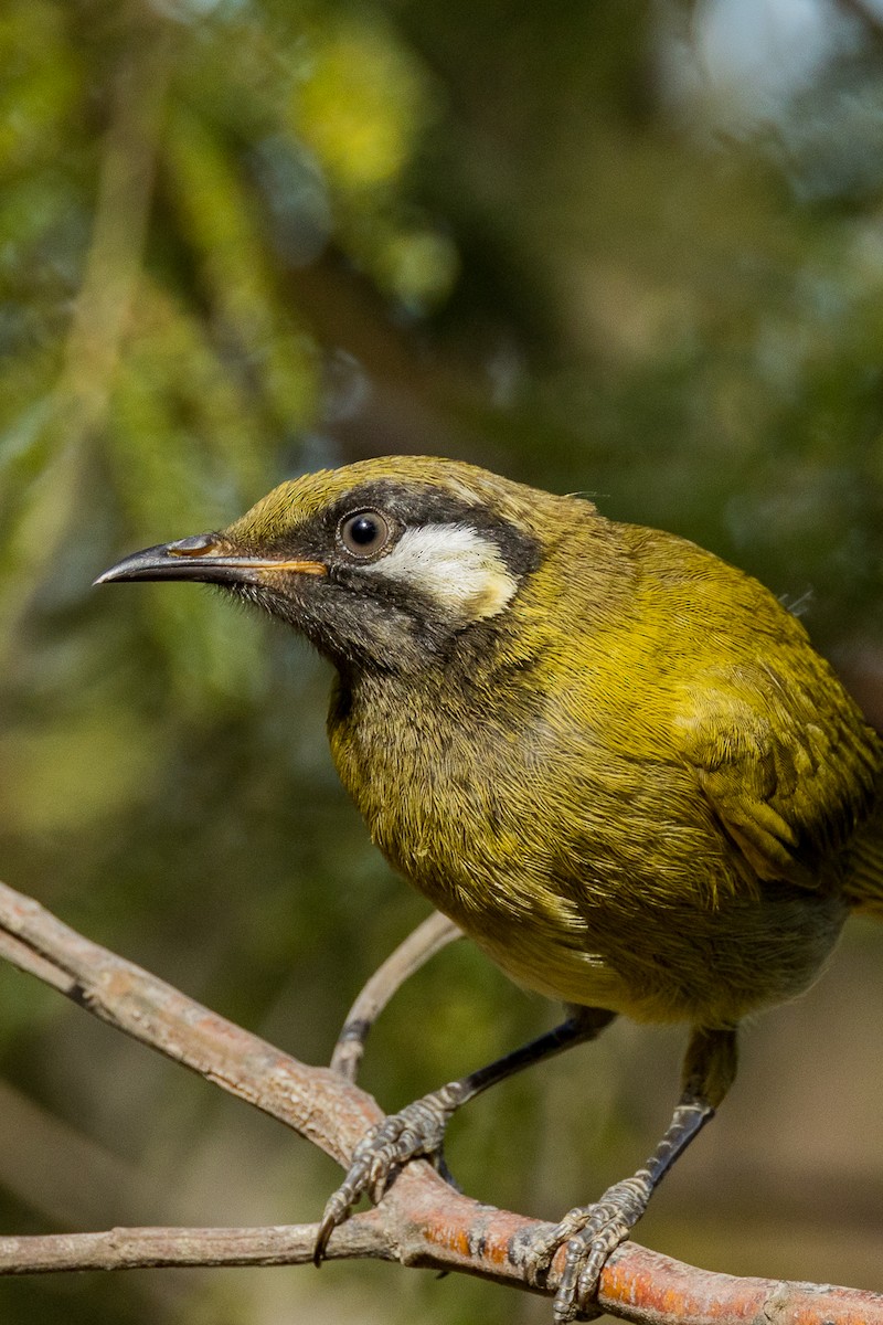 White-eared Honeyeater - ML532363561