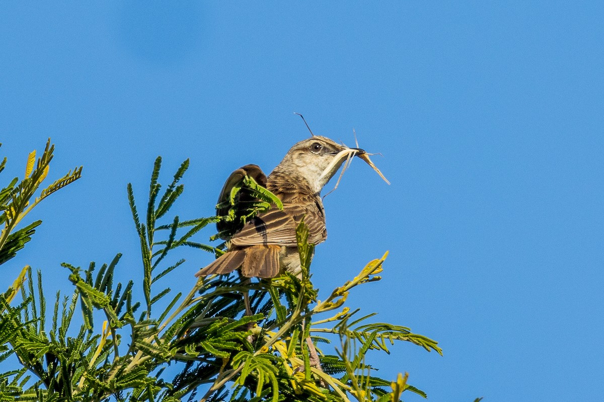 Rufous Songlark - ML532363811