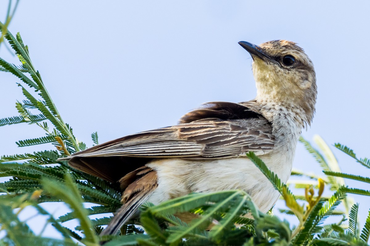 Rufous Songlark - Imogen Warren