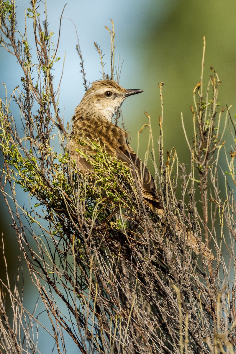 Rufous Songlark - Imogen Warren