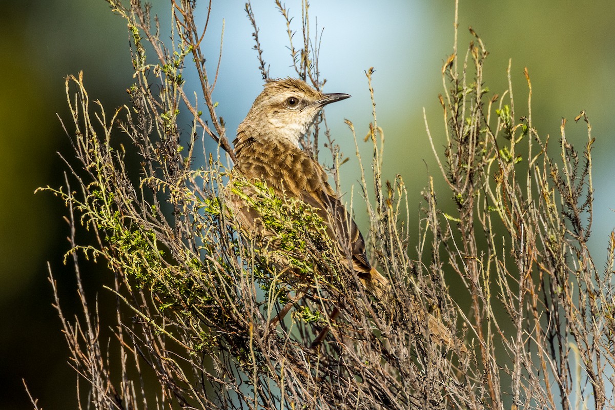 Rufous Songlark - Imogen Warren