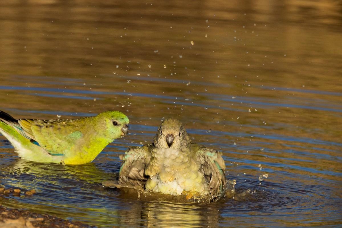 Red-rumped Parrot - ML532364241