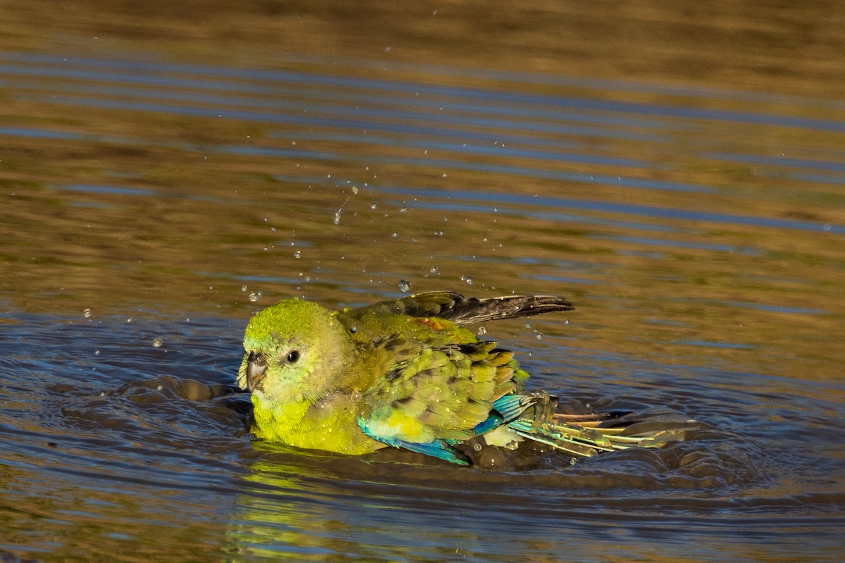Red-rumped Parrot - ML532364301