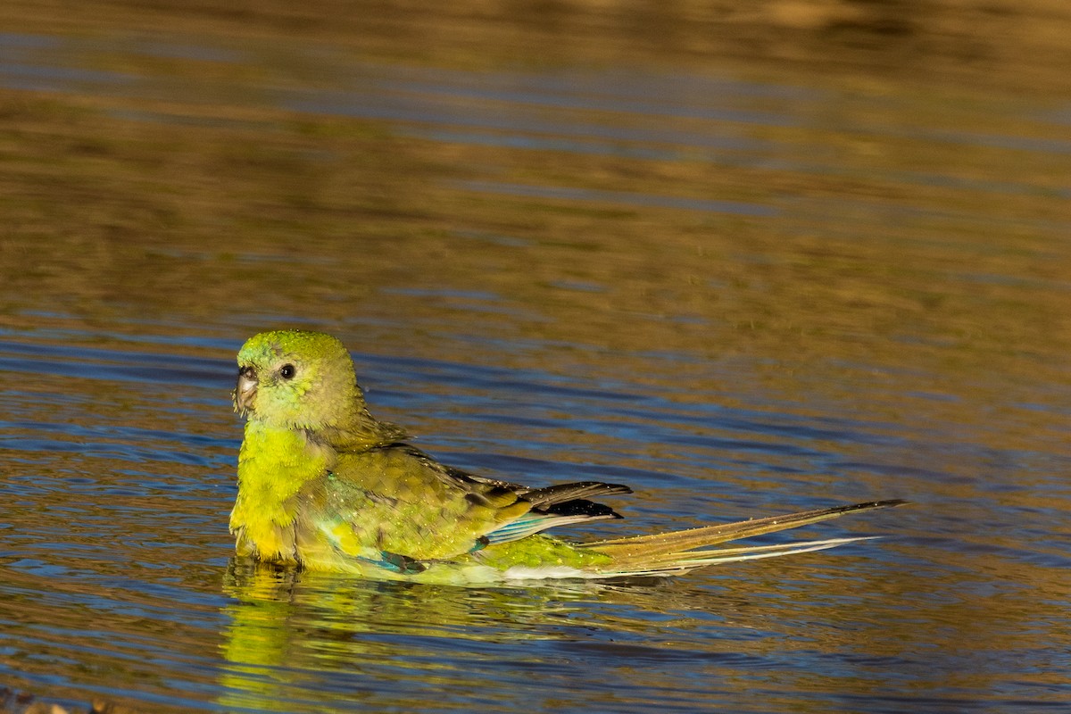 Perico Dorsirrojo - ML532364431