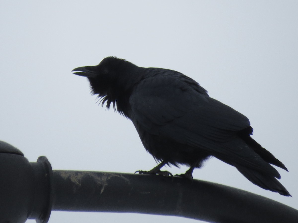 Fish Crow - ML532364661