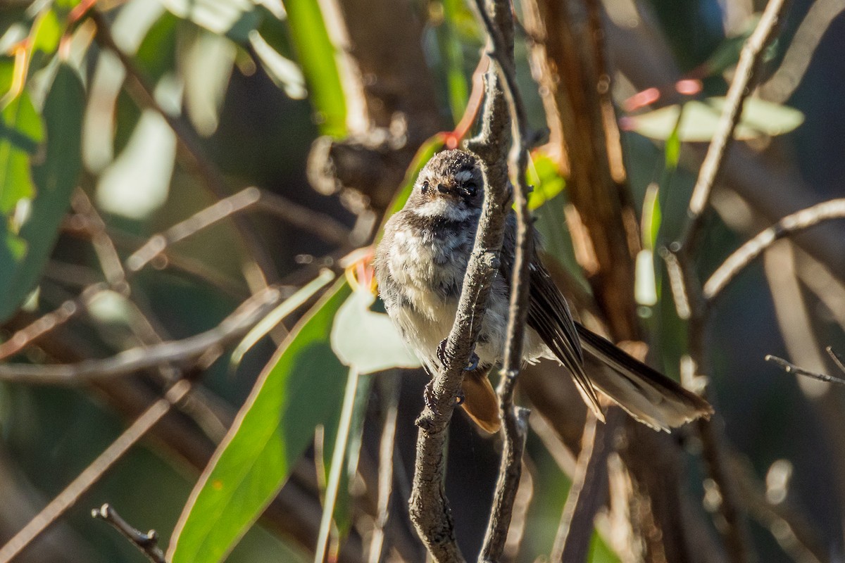 Gray Fantail - ML532364861