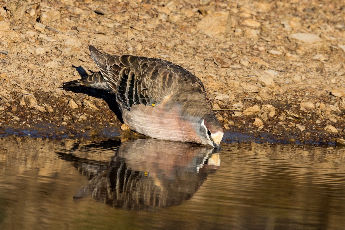 Common Bronzewing - Imogen Warren