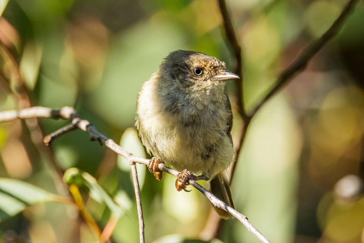 Buff-rumped Thornbill - Imogen Warren