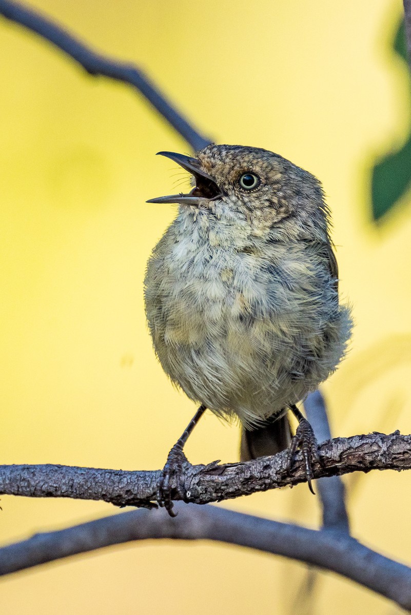 Buff-rumped Thornbill - ML532365131