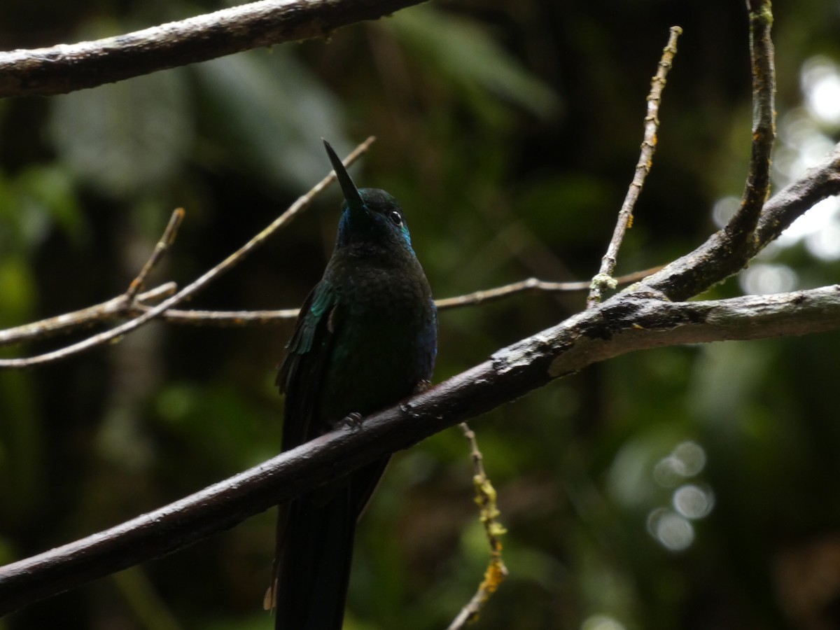 Talamanca Hummingbird - ML532365191
