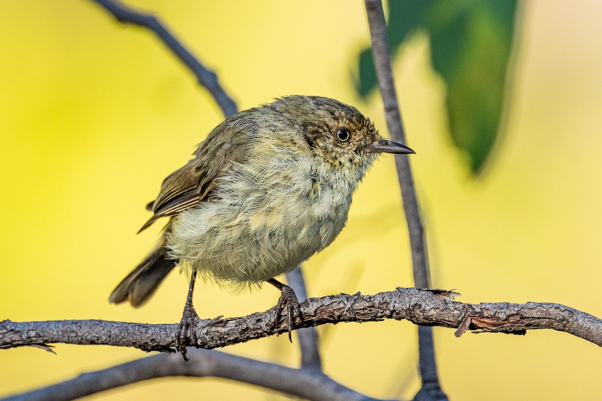 Buff-rumped Thornbill - ML532365221