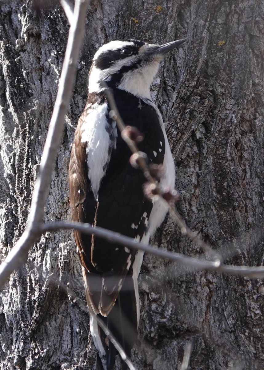 Hairy Woodpecker - ML532365971