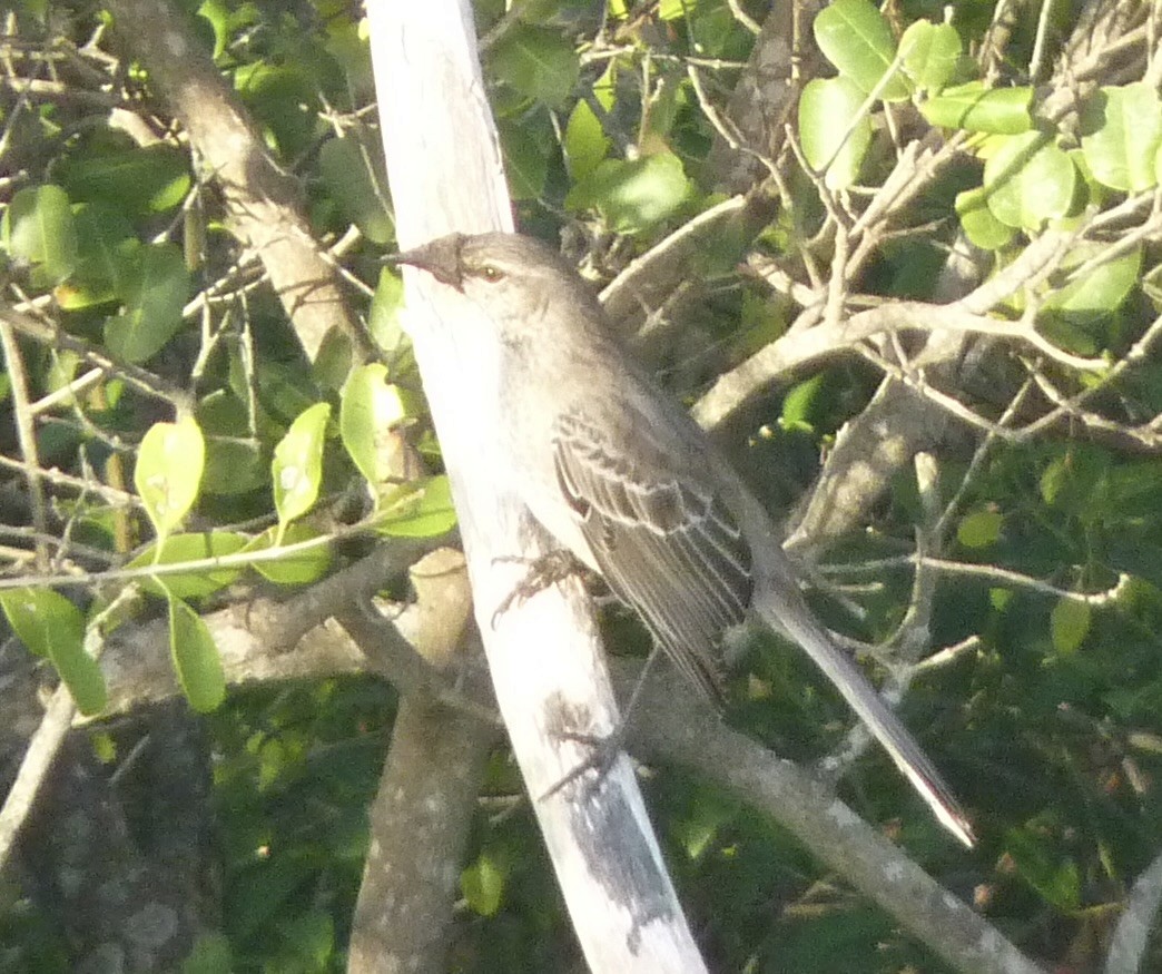 Bahama Mockingbird - Jeff Sauer