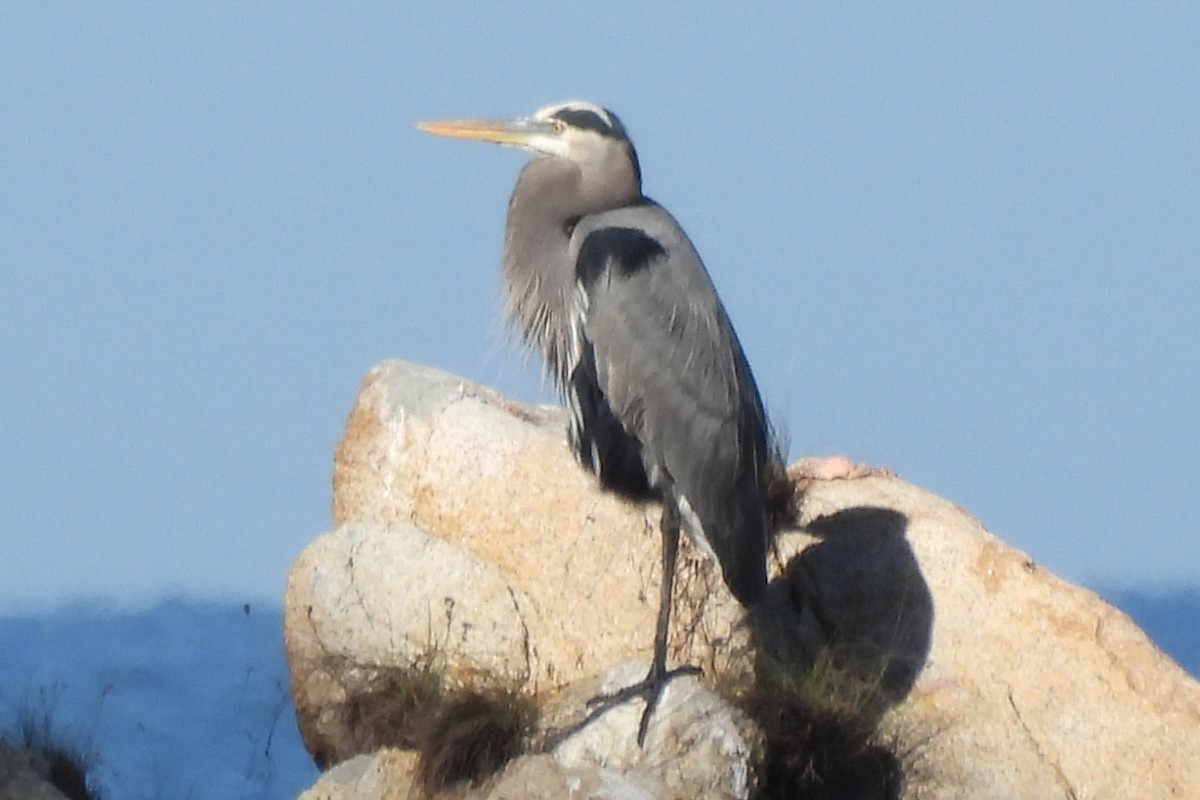 Great Blue Heron - ML532367701