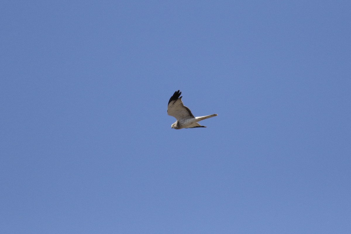 Northern Harrier - Max McCarthy