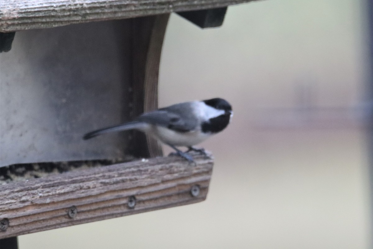 chickadee sp. - ML532368121