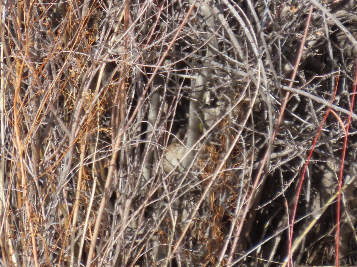 Marsh Wren - ML532370041