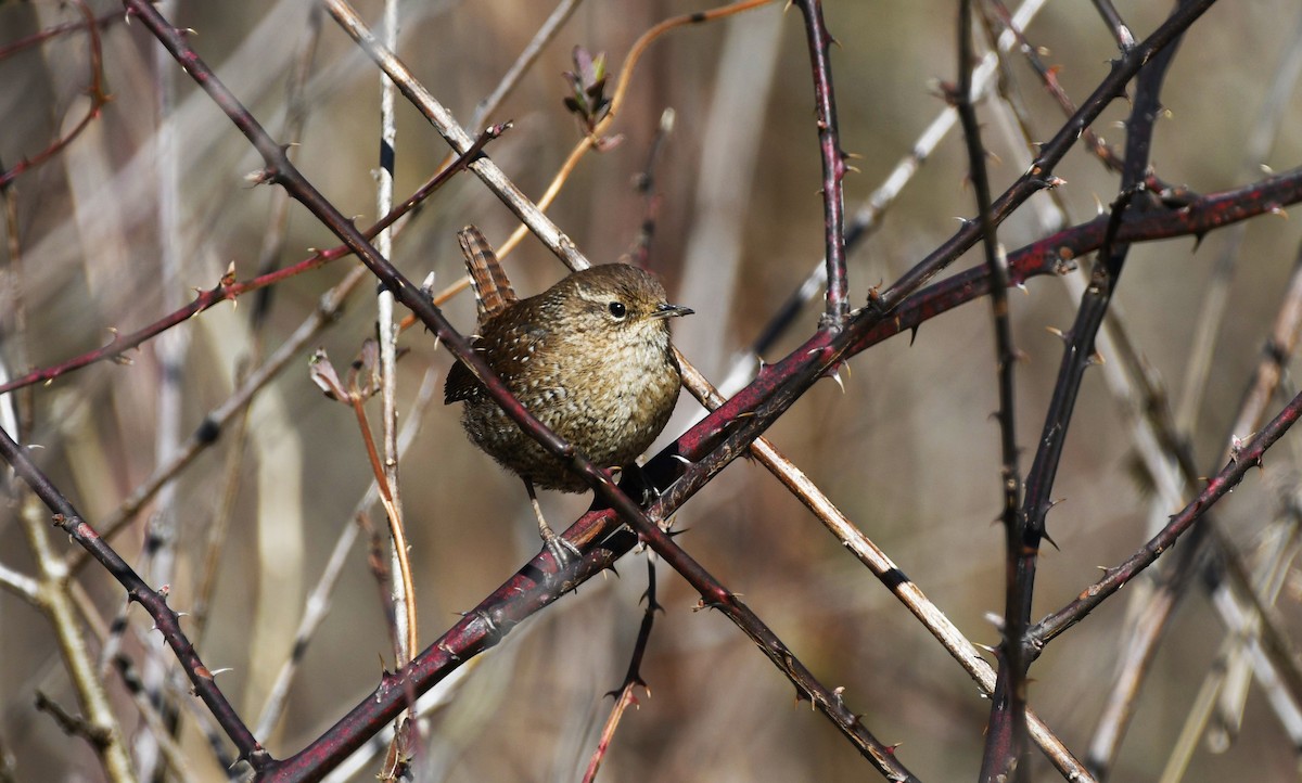 Winter Wren - ML532370401