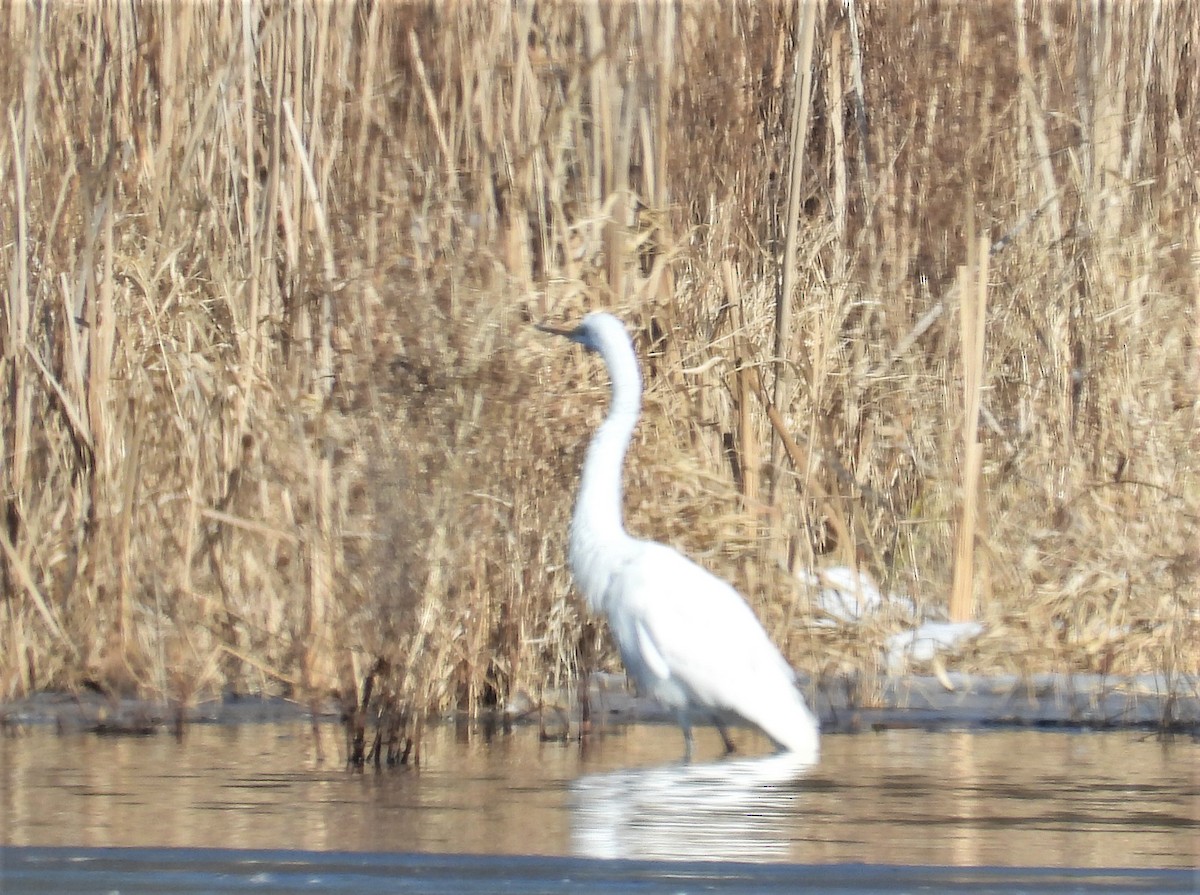 Great Blue Heron - ML532370861