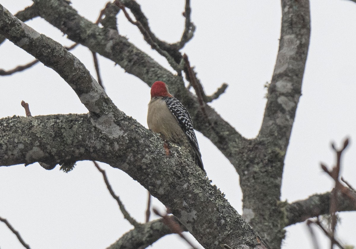 Red-bellied Woodpecker - Ronnie d'Entremont