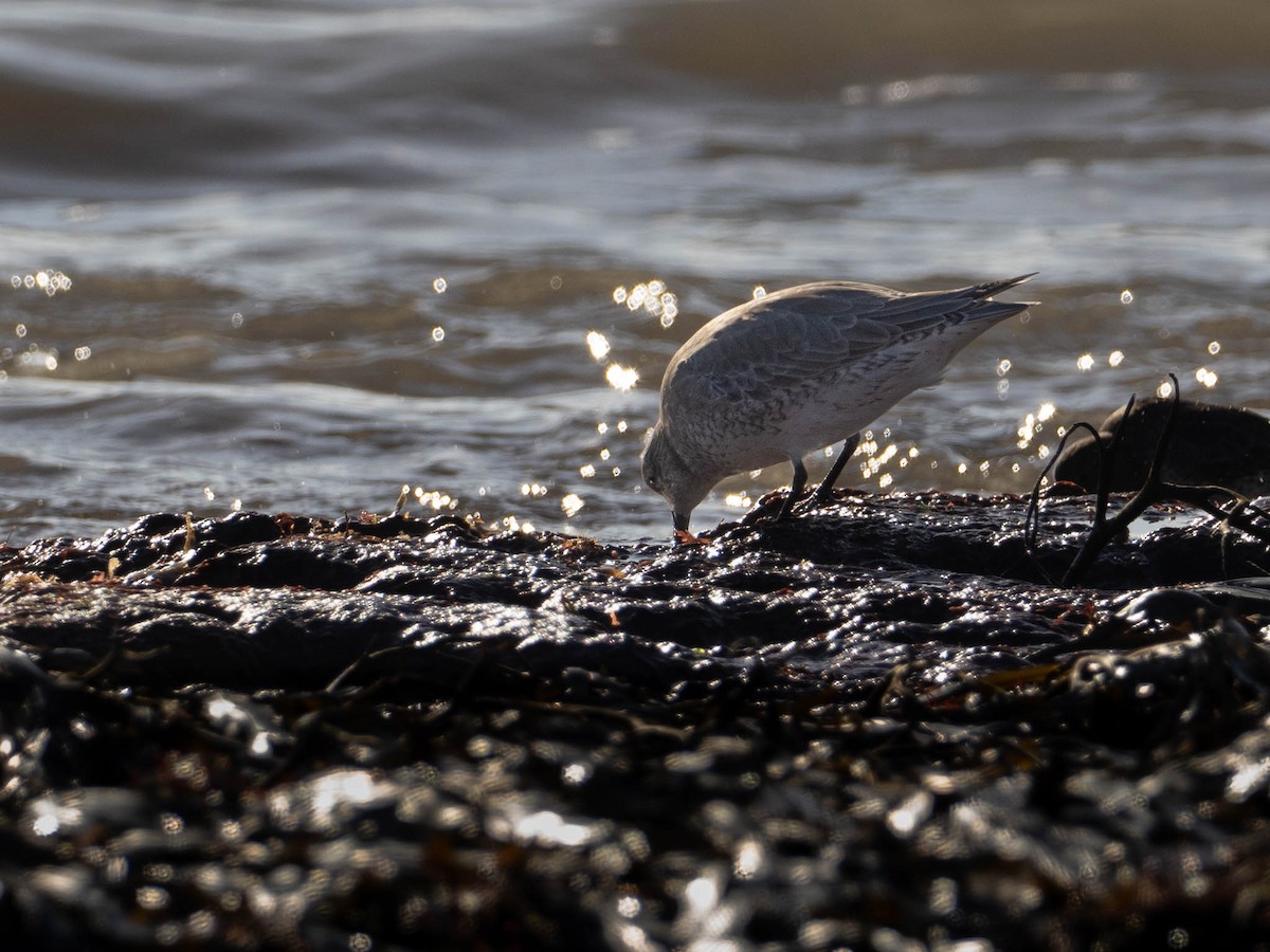 Red Knot - ML532370971