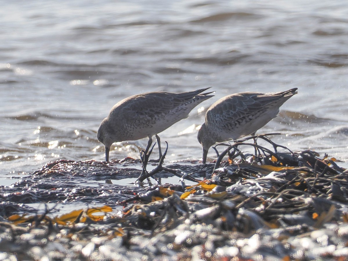 Red Knot - ML532370981