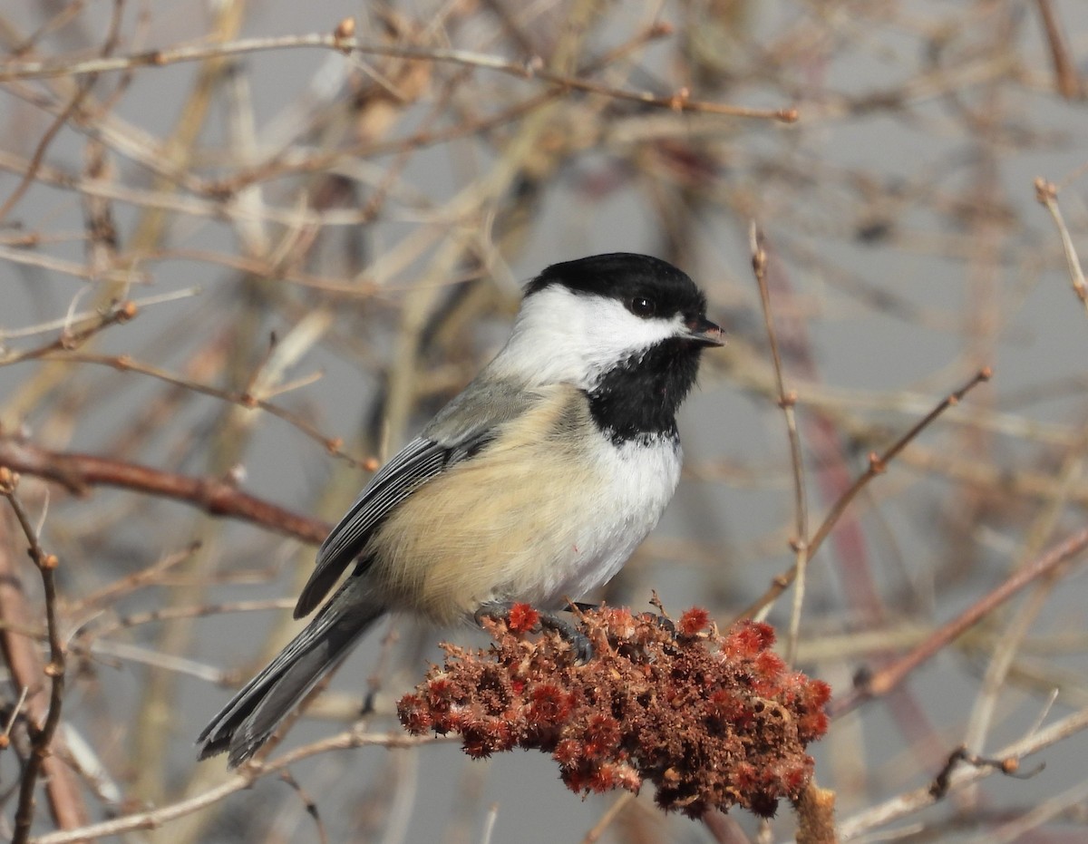 Mésange à tête noire - ML532371331